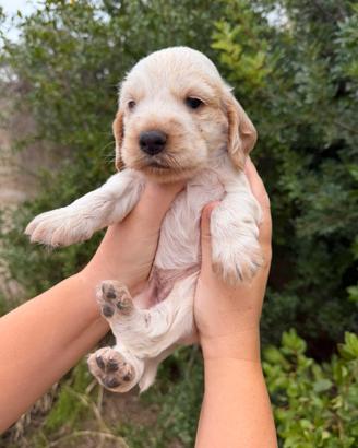 Cocker spaniel
