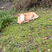 Vitelli maschi di circa 15 giorni