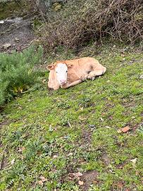 Vitelli maschi di circa 15 giorni