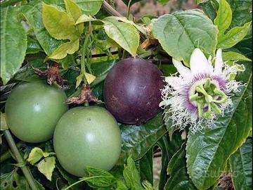 Passiflora Edulis 