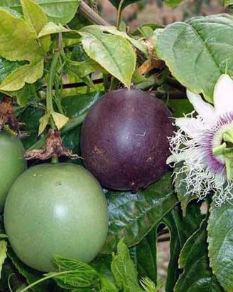Passiflora Edulis 