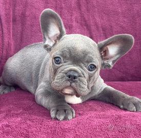 Bouledogue simil blu