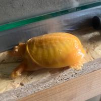 Tartaruga Pelodiscus orange