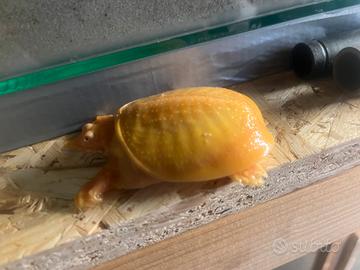 Tartaruga Pelodiscus orange