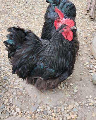 Gallo Orpington