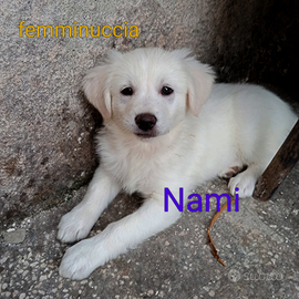 Nami simil border collie
