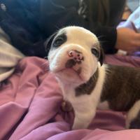 Vendita cuccioli