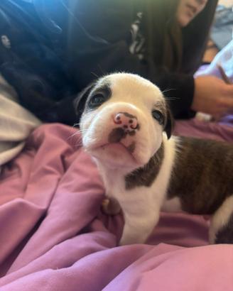 Vendita cuccioli