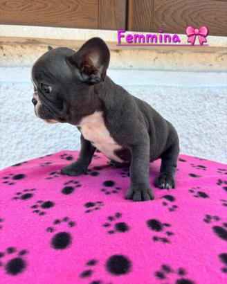 Cuccioli di bulldog francese esotici