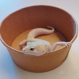 Geco leopardino