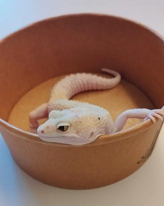 Geco leopardino