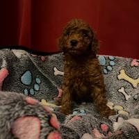 Minitoy Red maschietto