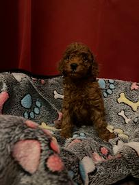 Minitoy Red maschietto