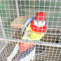 Parrocchetti Roselle comuni