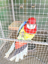 Parrocchetti Roselle comuni