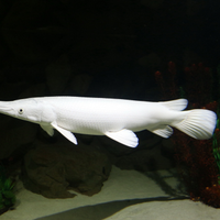 Platinum gra, pesci, aligatore luccio, acquario