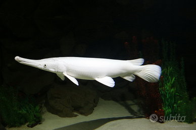 Platinum gra, pesci, aligatore luccio, acquario