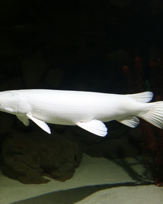 Platinum gra, pesci, aligatore luccio, acquario