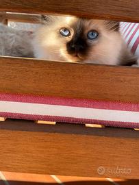 Gatto. Cucciola Sacro di birmania