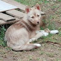 Cucciola pomsky volpina cioccolato