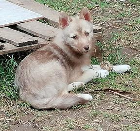 Cucciola pomsky volpina cioccolato