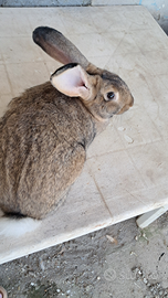 Conigli leprino viterbese