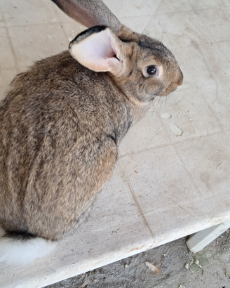 Conigli leprino viterbese