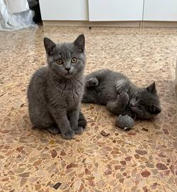 Cuccioli certosino