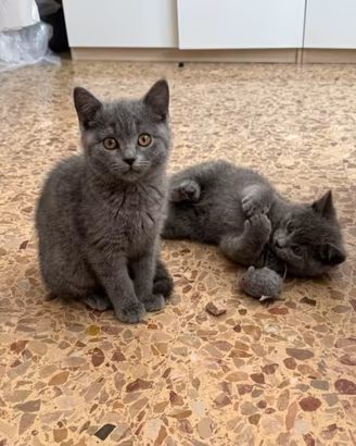 Cuccioli certosino