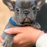 Maschio bulldog francese blu