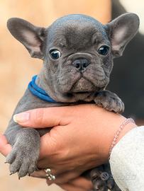 Maschio bulldog francese blu