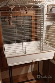 Voliera pappagallini