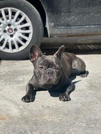 Bulldog francese per monta