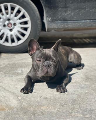 Bulldog francese per monta