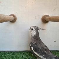 Calopsite pappagalli