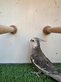 Calopsite pappagalli