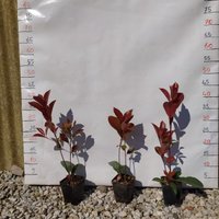 Photinia