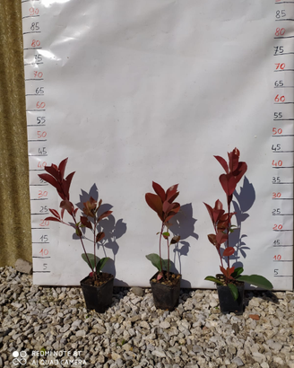 Photinia
