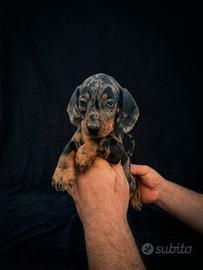 Cuccioli di bassotto Arlecchino silver
