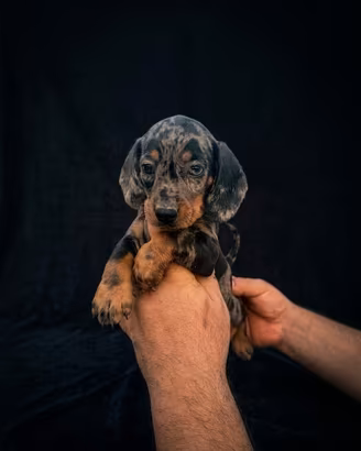 Cuccioli di bassotto Arlecchino silver