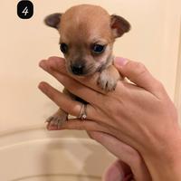 Cuccioli di chihuahua