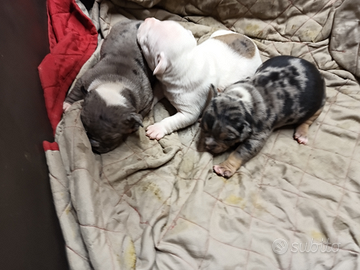 Cuccioli di american bully