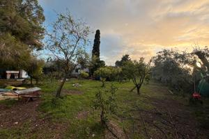 Terreno agricolo piantumato