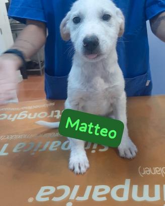 Regalasi cuccioli
