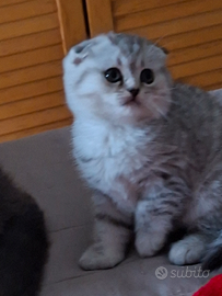 Scottish Fold femmina