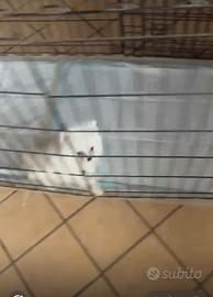 Spritz di Pomerania bianco