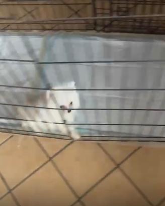 Spritz di Pomerania bianco