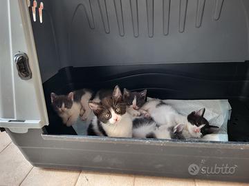 Gattini 7 settimane