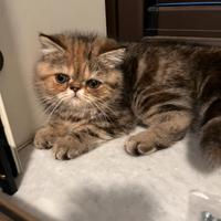 Exotic shorthair(persiani)