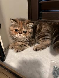 Exotic shorthair(persiani)